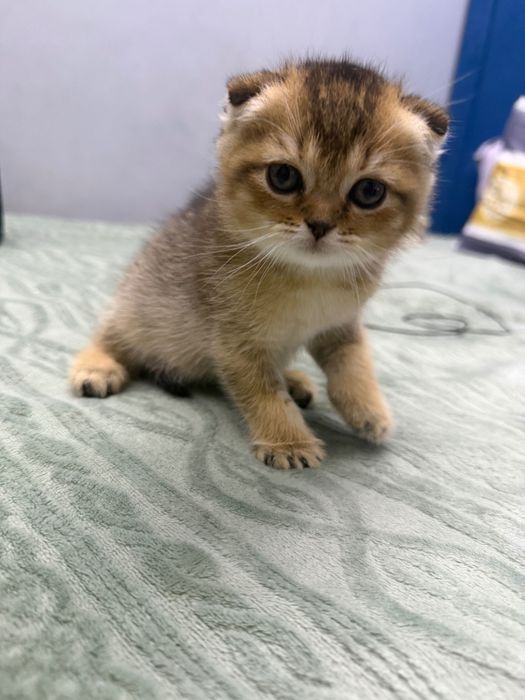 Котенок золотая Шиншила