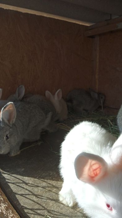 Прадам кральчат виликанаы