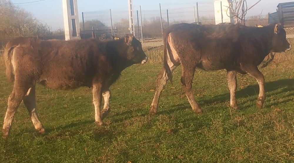 2 vitele brune de Maramureș de vânzare
