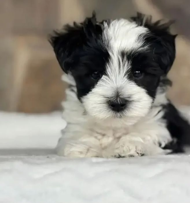 Bichon havanez mini