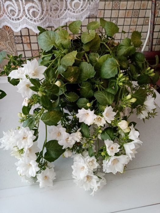 Продам саженцы васильков