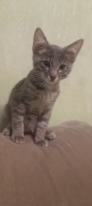 Отдам котенка в добрые руки