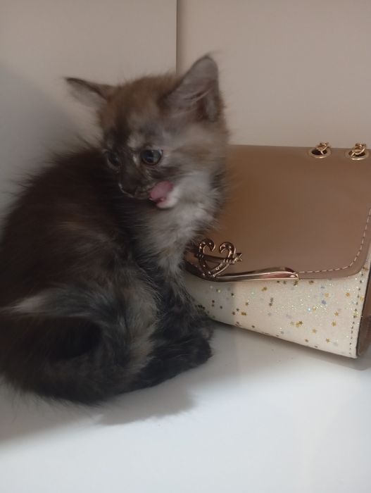 Отдам котят в хорошие добрые руки!!!