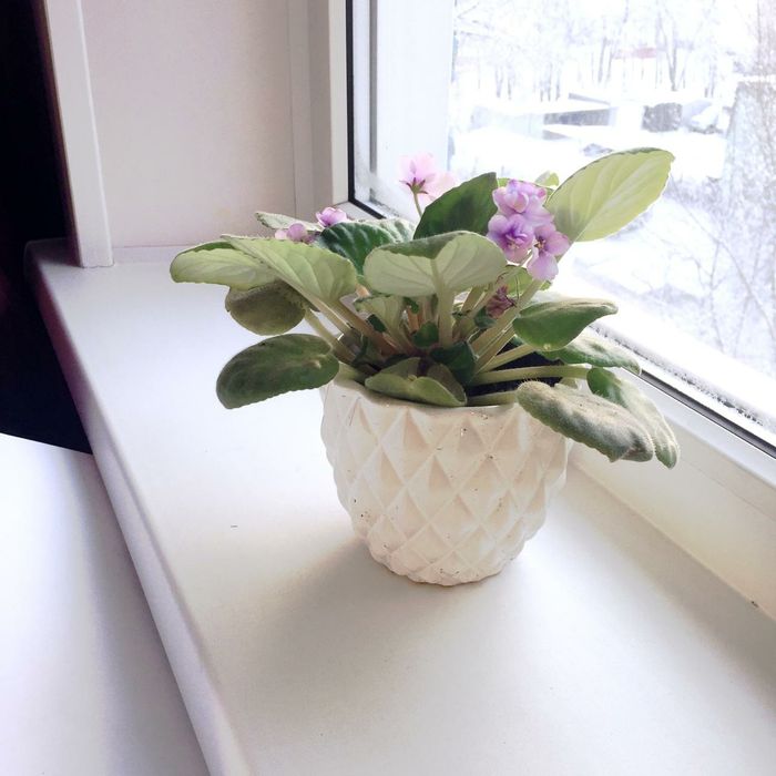 Цветы комнатные в