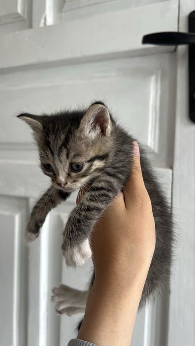 Одтам котят в добрые руки