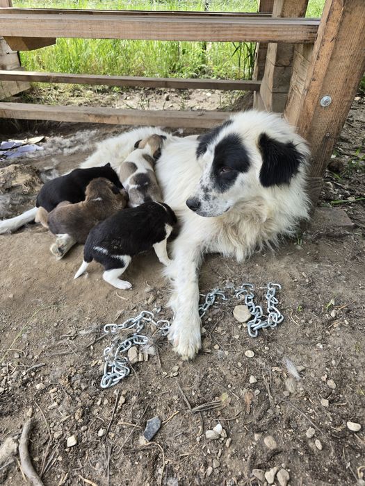 Donez  pui  câine  ciobănesc  căței