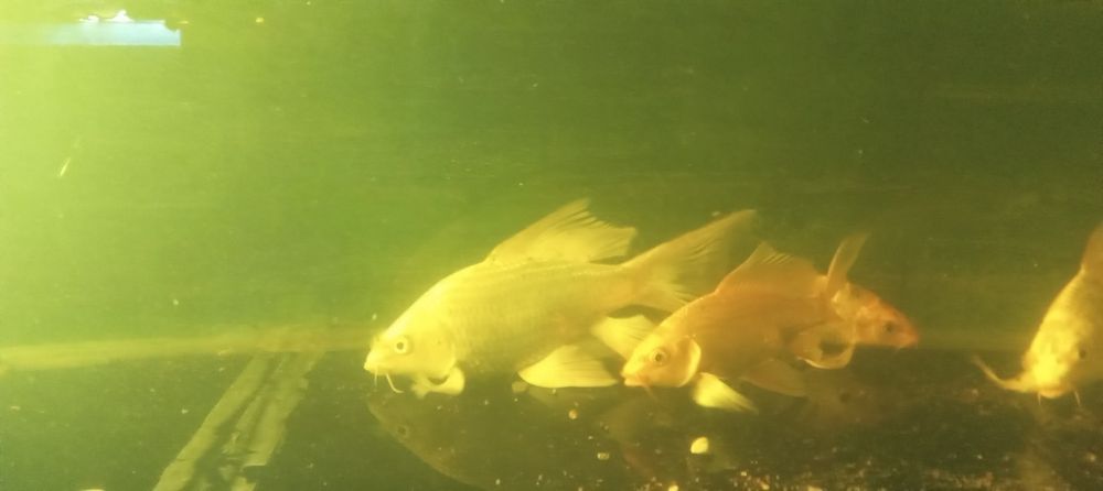 Продаются рыбы КОИ