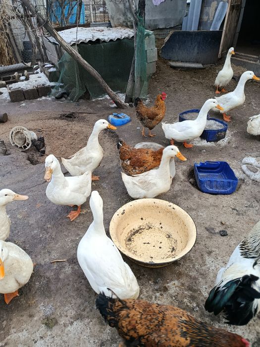 Продажа Пекин селезней