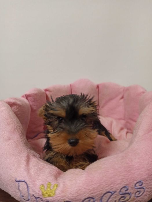 Fetita yorkshire Terrier