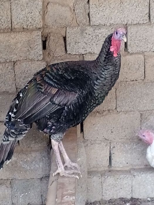 Куркаларимиз сотилади