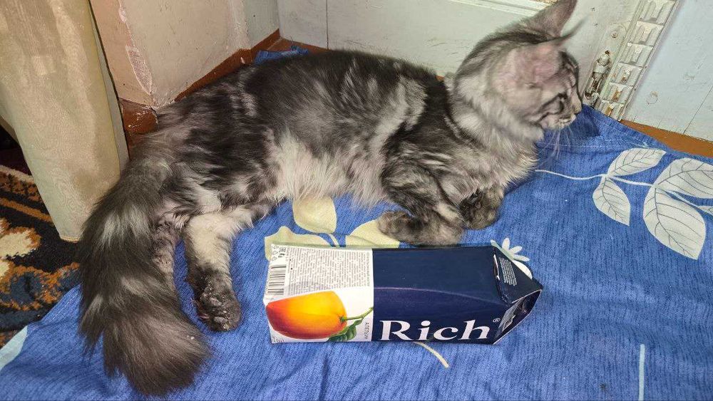 Продажа Мейн-кун, Мейнкун сотилади.