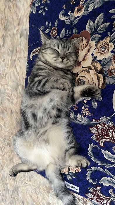 Продам британских котят