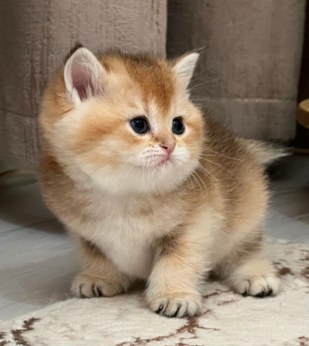 Девочка британка чистокровная золотая шиншилла