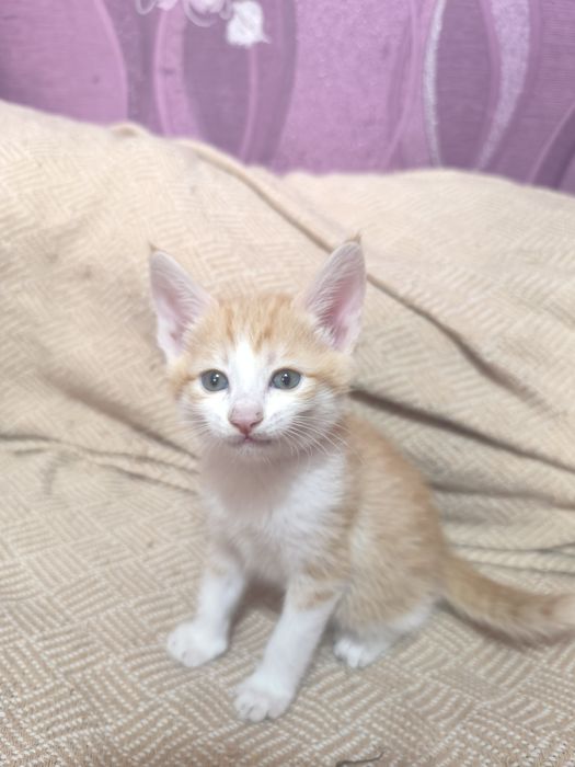 Отдаю котят в добрые заботливые руки