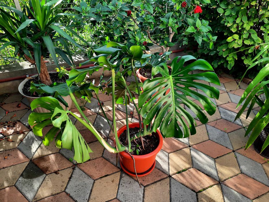 Vand plante de apartament