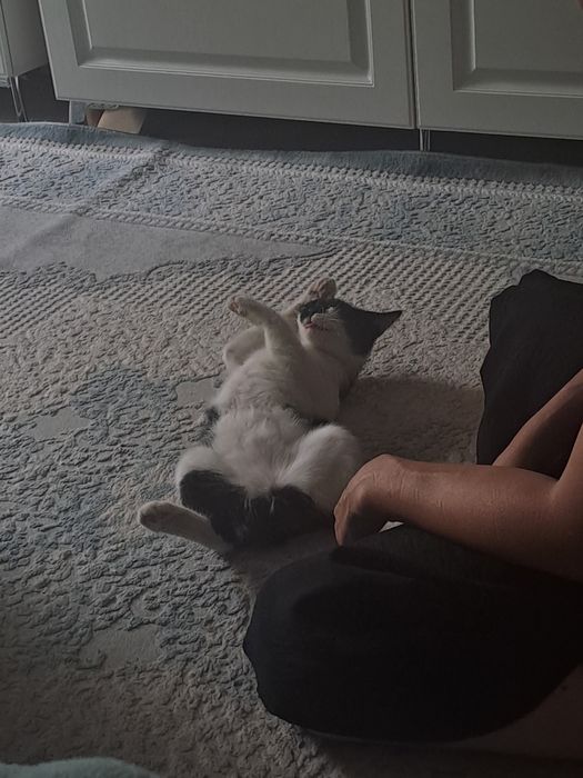 Пропажа котенка