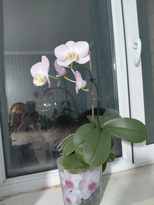 Продам цветы комнптные