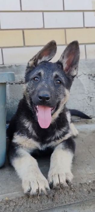 Подрощенная сука ВЕО