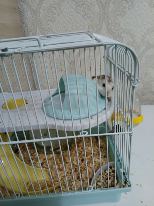 Хомяк джунгарик с клеткай