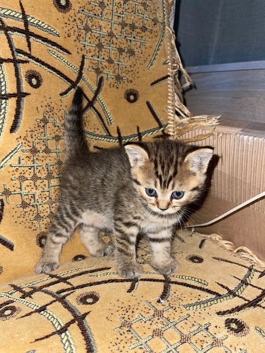 Отдам прекрасных котят