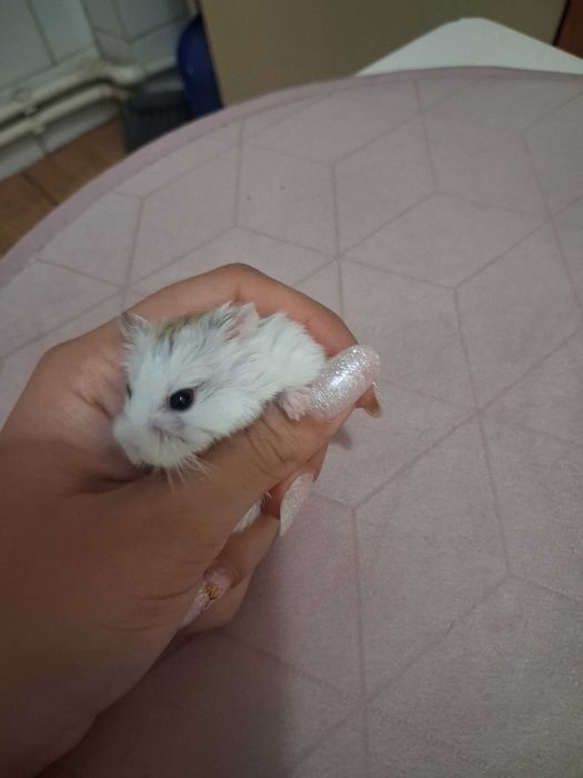 Hamsteri pitici asiatici