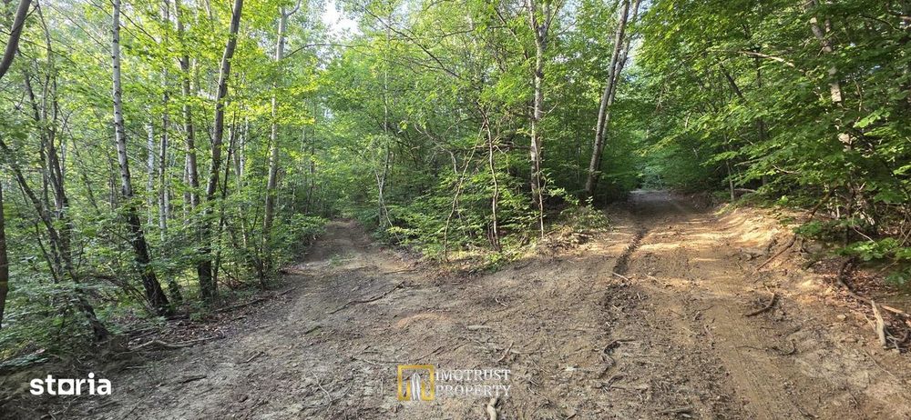 Pădure și pășune de vânzare 8,2037 ha Borod, Bihor