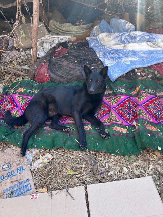 Ищем добрые руки для собак - дворняги и хаски