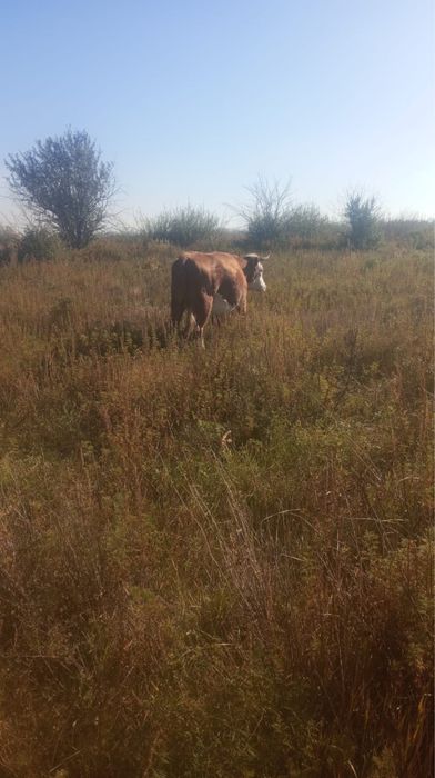 Карова жирная продаю