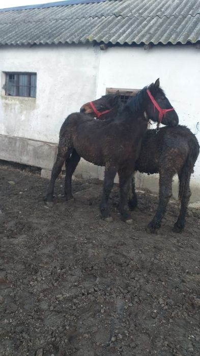 Vând 4 mânji 7/8 luni