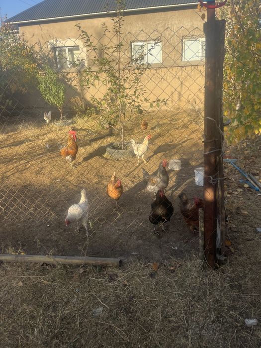 кораз сатылады срочно