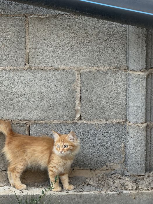 Котенок рыжая 3- 4 месяца