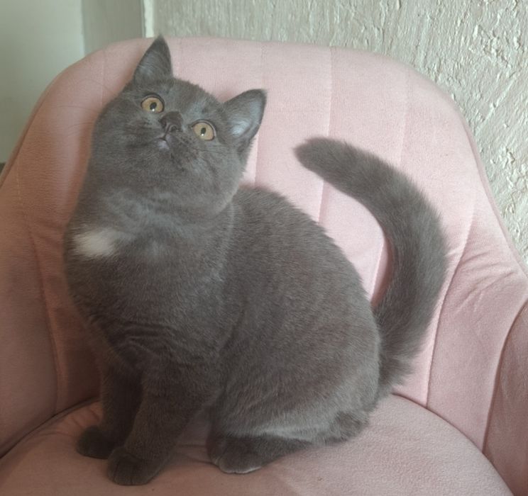 Самая Ласковая Голубая 4 мес