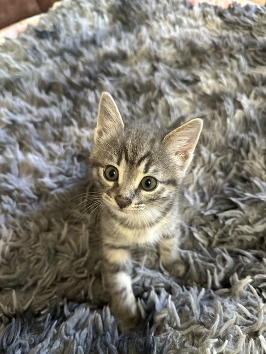 Котёнок в добрые руки. Мушукча хадияга берилади