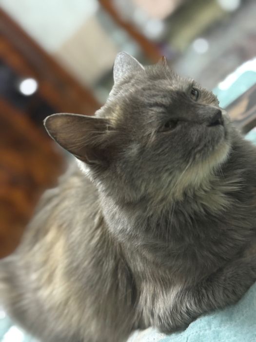 Hadiyaga mushuk beriladi! Ona bola mushuk