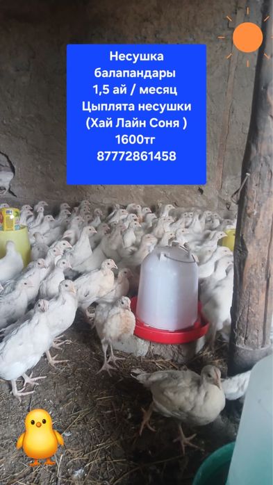 Продается цыплята несушек