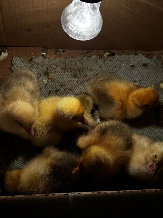 Принемаем зоявки на густят породы линда и крупная серая