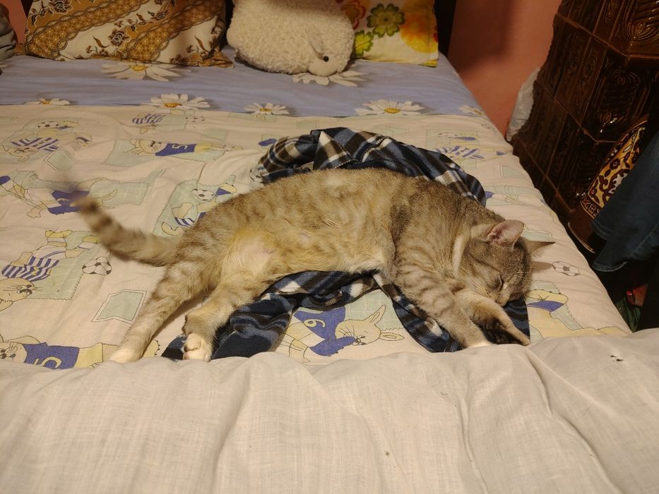 Dau spre adopție pisică castrată