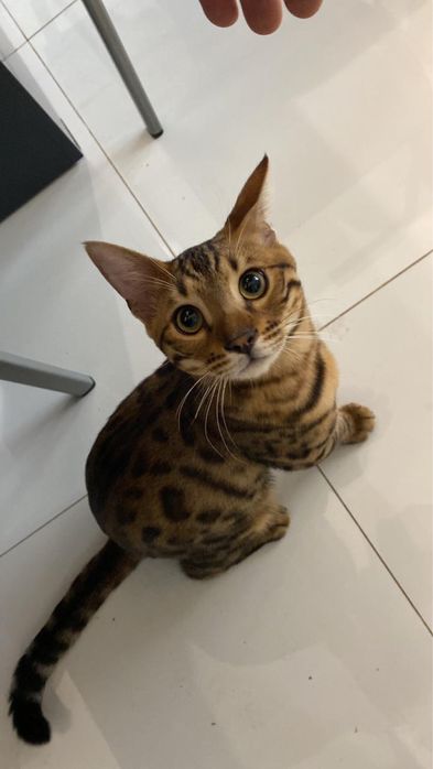 Продам Бенгальского кота
