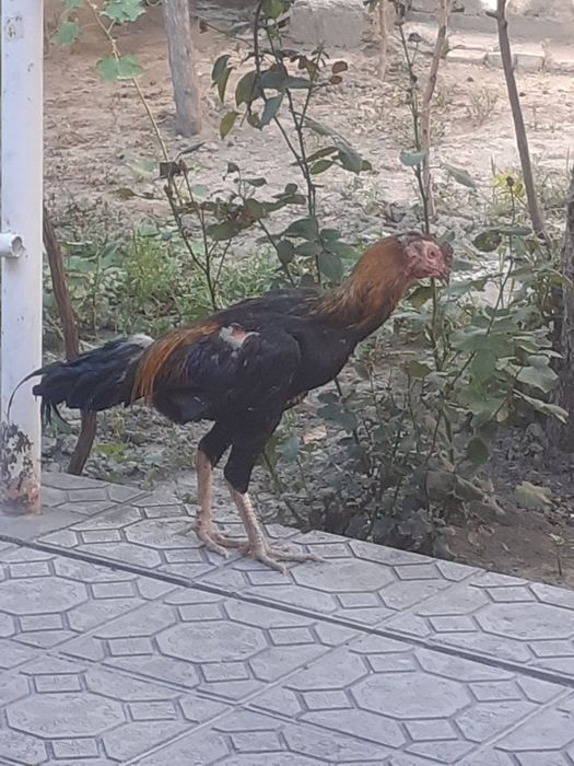 Xoroz sotiladi srochno