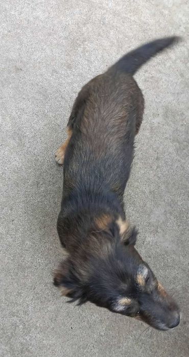 подарявам кучета