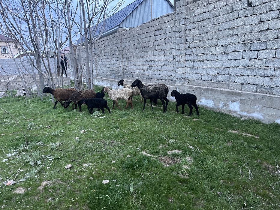 Кой 5 бас козысымен