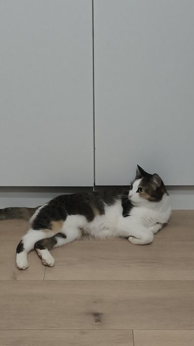 Отдам кошку японский бобтейл