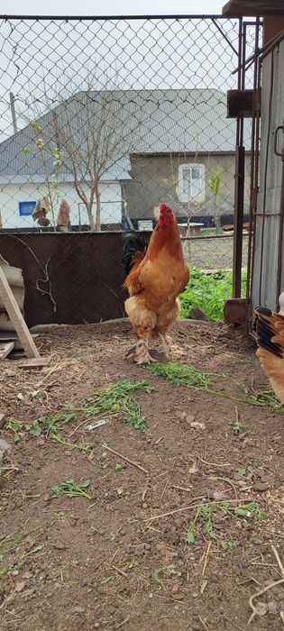 продам срочно петуха брама