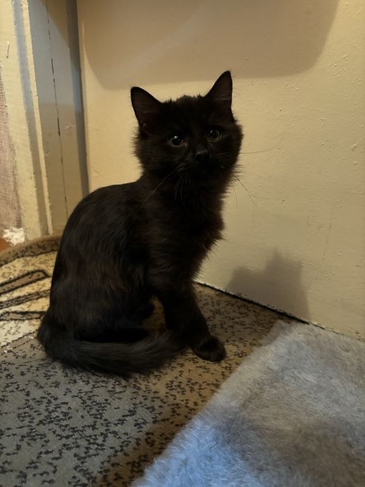 Отдам котенка