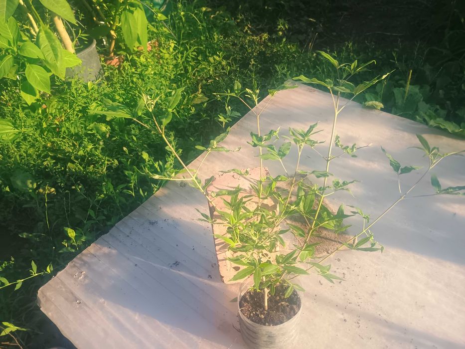 vitex agnus-castus 40cm