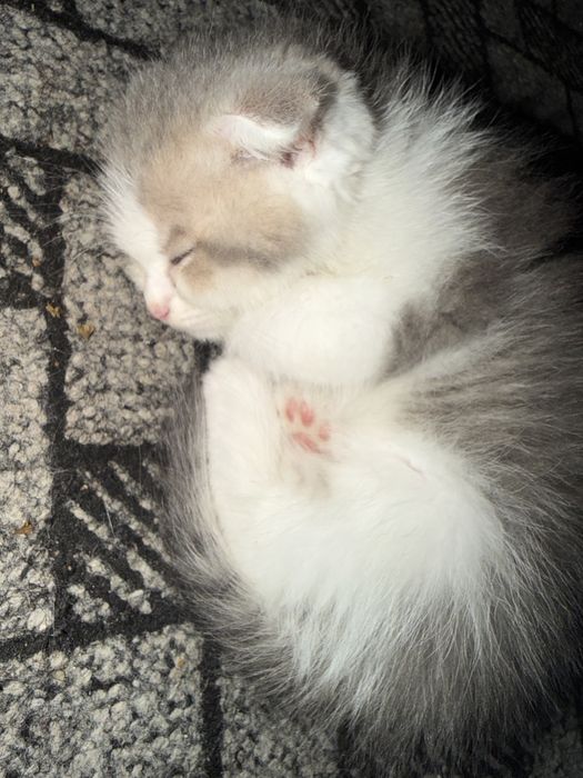 Shoshiling! Scottish Fold — oxirgi 2 ta