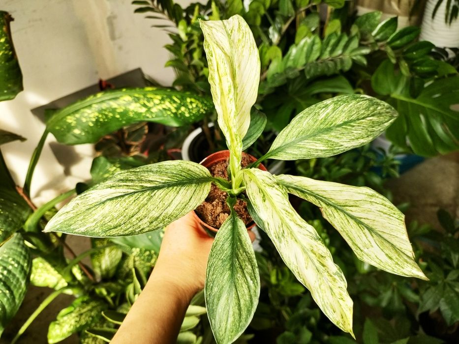 Растения / есть доставка