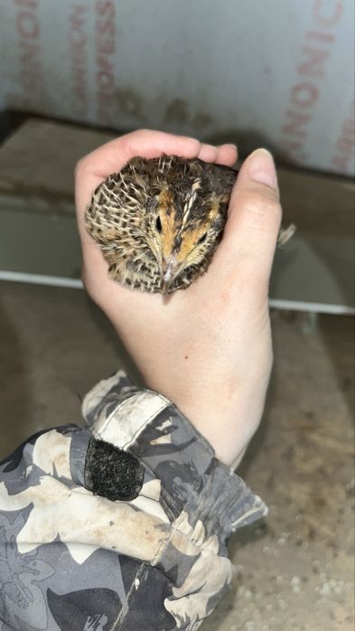 Цыплята перепелов