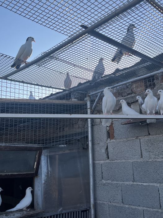 Пазарджишки гълъби