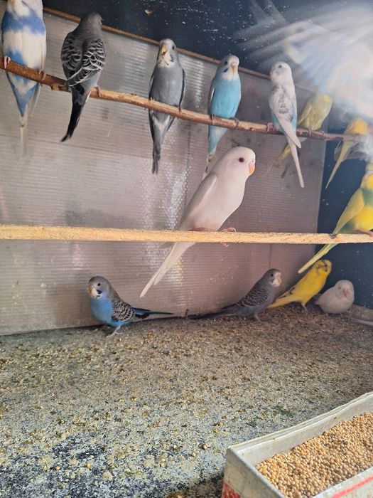 Vand papagali perusi